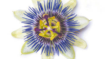 Le monde végétal et nous, la science se livre