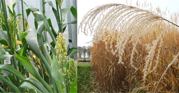 In the press: « Biomass For the Future » towards a sustainable lignocellulosic biomass production for the bioeconomy