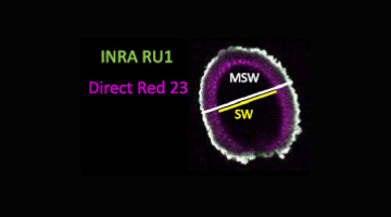 Propriétés et diversité du mucilage séminal des graines d’Arabidopsis thaliana : un exemple de science ouverte pour appréhender la biodiversité