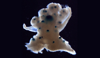 Comment de nouvelles cellules souches apparaissent-elles chez les plantes ?