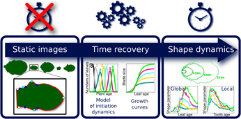 Reconstituer le film du développement des organes