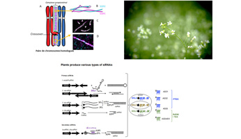 IJPB Highlights from Life Sciences at Paris-Saclay University
