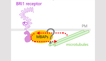 Seminar  Dr. Satoshi Fujita
