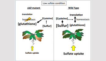 Analyse multi-omiques du mutant sid2 :  importance de l'isochorismate synthase ICS1 pour faire face à la limitation en soufre chez Arabidopsis thaliana