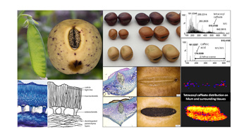 Séminaire IJPB / SPS Dr Petr Smýkal et Dr Jana Balarynová