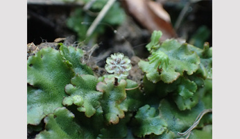 Seminar Dr Hirotaka Kato