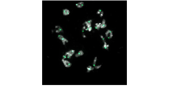 A qui perd gagne au cours de l’évolution des espèces à génome complexe ?
