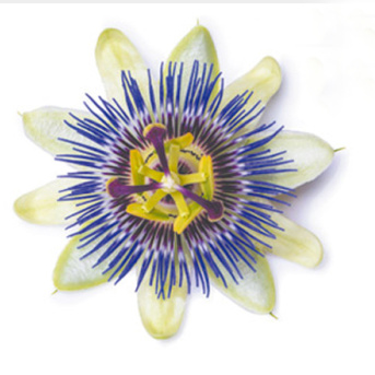 Le monde végétal et nous, la science se livre