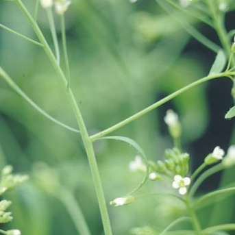 Croissance végétale et maladies humaines : des régulations communes décryptées