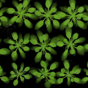 Zoom sur la complexité génétique chez les plantes