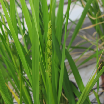 La reproduction clonale par graines désormais possible chez les plantes cultivées
