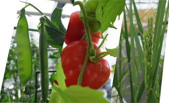 L'inactivation du gène RECQ4 permet d'augmenter la recombinaison génétique chez les plantes cultivées