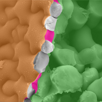 First evidence that extracellular nanofilaments manipulate cell shape