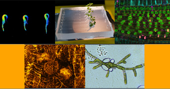 Scientific day "Plants in real time"