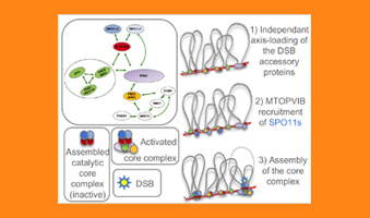 First systematic analysis in plants of the interaction network formed by recombination initiation proteins: a renewed model