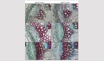 A vacuolar hexose transport is required for xylem vessels development in the inflorescence stem