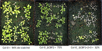 Cold acclimation diversity in Arabidopsis thaliana: CRISPR/Cas9 as a tool to fine analysis of Tandem Gene Arrays, application to CBF genes
