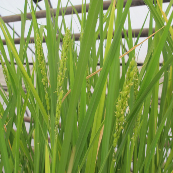 Séminaire Dr. Weijuan Hu