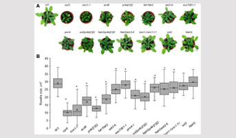 Séminaire Dr. Tetiana Kalachova