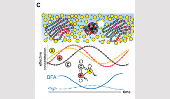 Seminar Dr. Kareem Elsayad