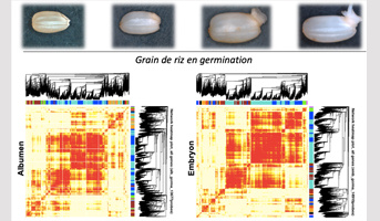 Les secrets de la germination du riz dévoilés par intégration multi-omiques