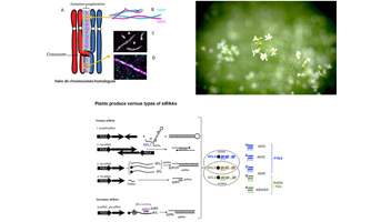 IJPB Highlights from Life Sciences at Paris-Saclay University
