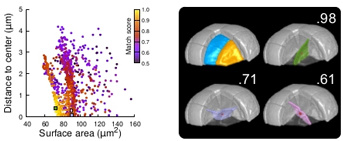 Cell division in the plant embryo: when a deterministic principle hides behind apparent variability
