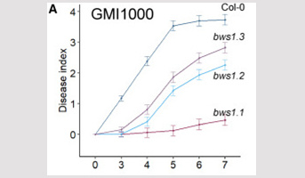 BWS1, an atypical resistance gene in Arabidopsis, with an unexpected role in bacterial wilt establishment