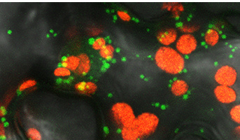 Séminaire Dr. José Manuel Gualberto