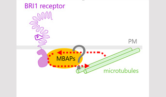Séminaire Dr. Satoshi Fujita