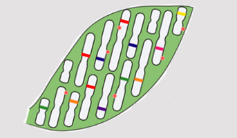 Séminaire Dr. Leandro Quadrana