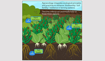 Can genome editing help transitioning to agroecology?