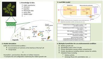 Development of the RBA model  to predict the plant cell response in complex environmental conditions