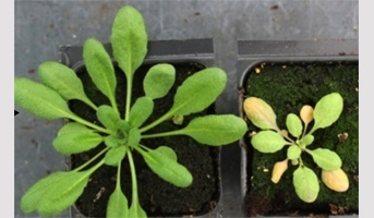 Discovery of an Evolutionary Synergy for Stress Acclimation in Plants
