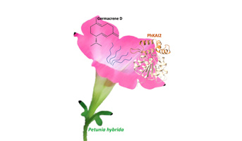 Séminaire Pr. Natalia Dudareva