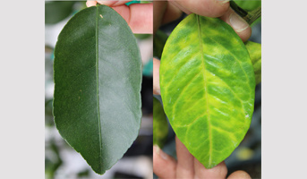 Seminar Dr  Christopher Vincent