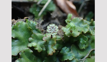 Séminaire Dr Hirotaka Kato