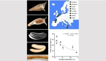 Caractériser les particularités du métabolisme des acides gras dans l’albumen des Brassicacées