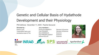 Soutenance de thèse : Pauline Savourat
