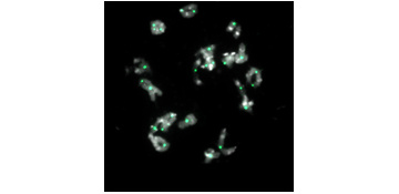 How To turn his loss into a win during complex genome species evolution?
