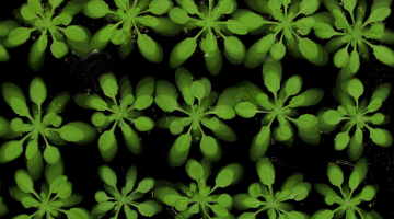 Zoom sur la complexité génétique chez les plantes