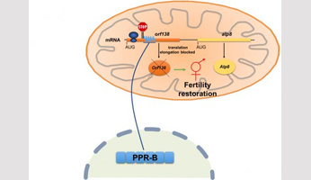 A new mechanism for reversing male sterility in rapeseed hybrids