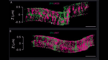Kalina Haas winner of an ERC Starting Grant with the STORMtheWALL project
