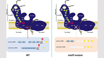 The pentatricopeptide repeat protein MTSF3 is essential for mitochondrial messenger RNA stabilization and embryogenesis in Arabidopsis