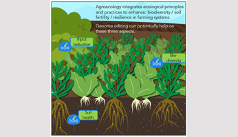 L’édition des génomes peut-elle faciliter la transition vers l'agroécologie ?