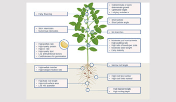 L'édition du génome, une opportunité pour relancer la culture du soja en Europe