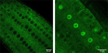Rôle essentiel de la protéine « navette » SGS3 dans l’inactivation des gènes chez la plante Arabidopsis thaliana