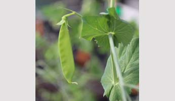 Innovation variétale chez le pois : mise au point d'une méthode d’édition du génome