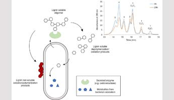 Zoom sur l’expertise analytique de l’équipe APSYNTH dans un ouvrage sur la dégradation biologique des lignines
