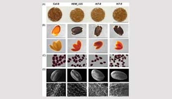 An innovative screening for mutants affected in seed oil/protein allocation identifies a new transparent testa7 allele
